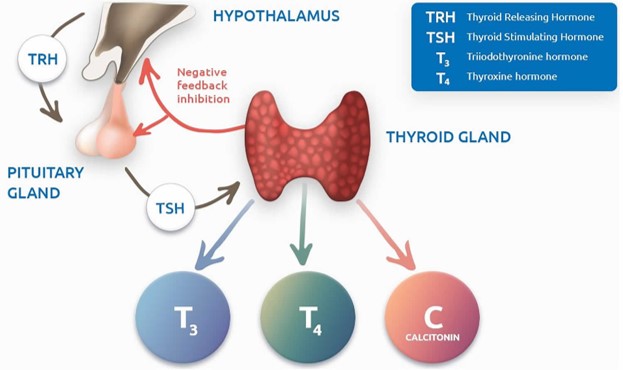 Función de la glándula tiroides